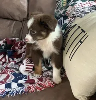 Texas, a male Toy Australian Shepherd for sale in Cisco, TX – 4 of 10