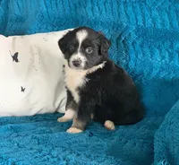 Carolina, a female Toy Australian Shepherd for sale in Cisco, TX – 1 of 3