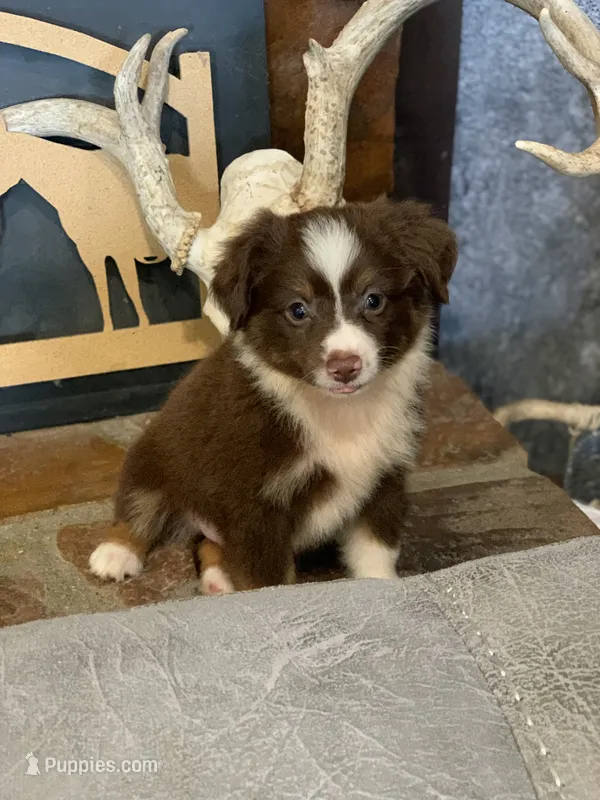 Texas – Toy Australian Shepherd puppy for sale in Cisco, TX