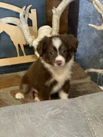 Texas, a male Toy Australian Shepherd for sale in Cisco, TX – 5 of 10