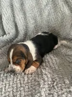 Otis, a male Basset Hound for sale in Cisco, TX – 3 of 4