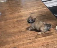 Coco, a male Shihpoo for sale in Cisco, TX – 3 of 10