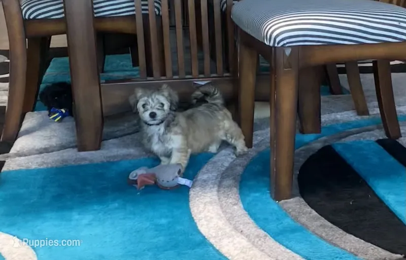 Muffin  – Shihpoo puppy for sale in Cisco, TX