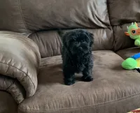 Beanie, a male Shihpoo for sale in Cisco, TX – 3 of 10