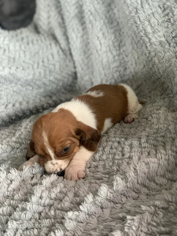 Thelma – Basset Hound puppy for sale in Cisco, TX