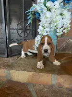 Lucy, a female Basset Hound for sale in Cisco, TX – 3 of 7