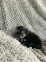 Boba, a male Shihpoo for sale in Cisco, TX – 2 of 4