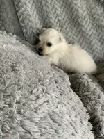 Cookie, a male Shihpoo for sale in Cisco, TX – 4 of 4