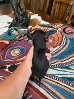 Banjo, a male Chihuahua for sale in Cisco, TX – 5 of 5