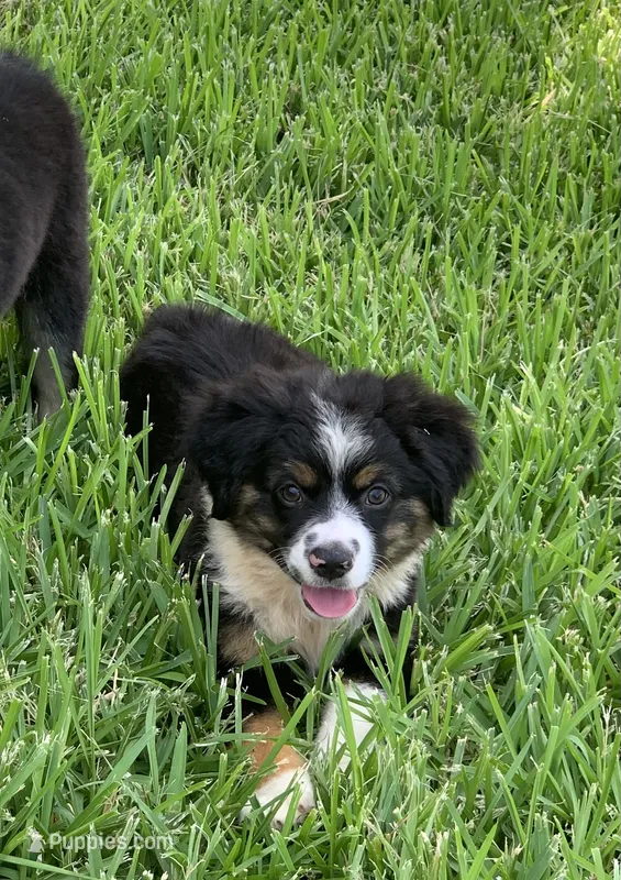 Jersey – Toy Australian Shepherd puppy for sale in Cisco, TX