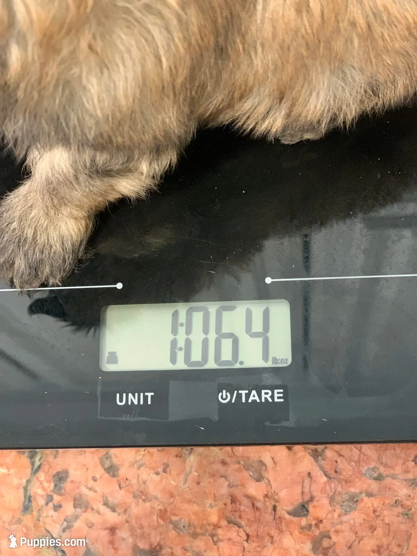 Coco, a male Shihpoo for sale in Cisco, TX – 10 of 10