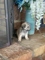 Muffin , a female Shihpoo for sale in Cisco, TX – 9 of 10