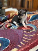 Sofia, a female Chihuahua for sale in Cisco, TX – 5 of 5