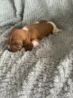 Betty, a female Basset Hound for sale in Cisco, TX – 3 of 4