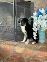 Carolina, a female Toy Australian Shepherd for sale in Cisco, TX – 6 of 10