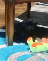 Beanie, a male Shihpoo for sale in Cisco, TX – 6 of 10