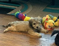Muffin , a female Shihpoo for sale in Cisco, TX – 5 of 10