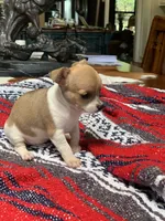 Mia, a female Chihuahua for sale in Cisco, TX – 3 of 3