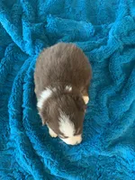 Fletcher, a male Toy Australian Shepherd for sale in Cisco, TX – Photo 4 of 6