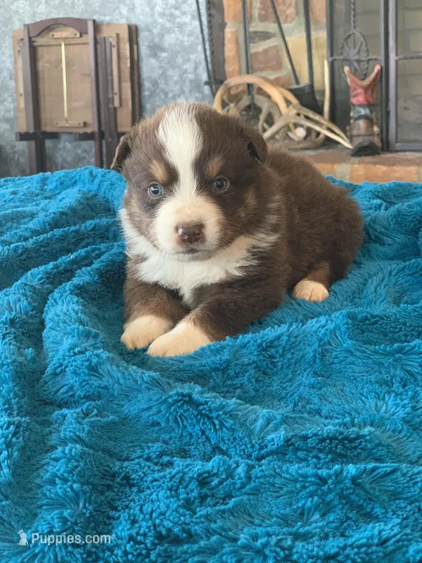 Fletcher – Toy Australian Shepherd puppy for sale in Cisco, TX