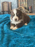 Fletcher, a male Toy Australian Shepherd for sale in Cisco, TX – Photo 1 of 6