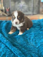 Fletcher, a male Toy Australian Shepherd for sale in Cisco, TX – Photo 2 of 6