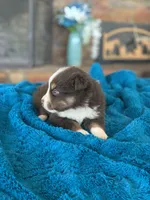 Fletcher, a male Toy Australian Shepherd for sale in Cisco, TX – Photo 3 of 6