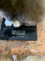 Fletcher, a male Toy Australian Shepherd for sale in Cisco, TX – Photo 6 of 6