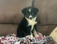 Carolina, a female Toy Australian Shepherd for sale in Cisco, TX – 2 of 8