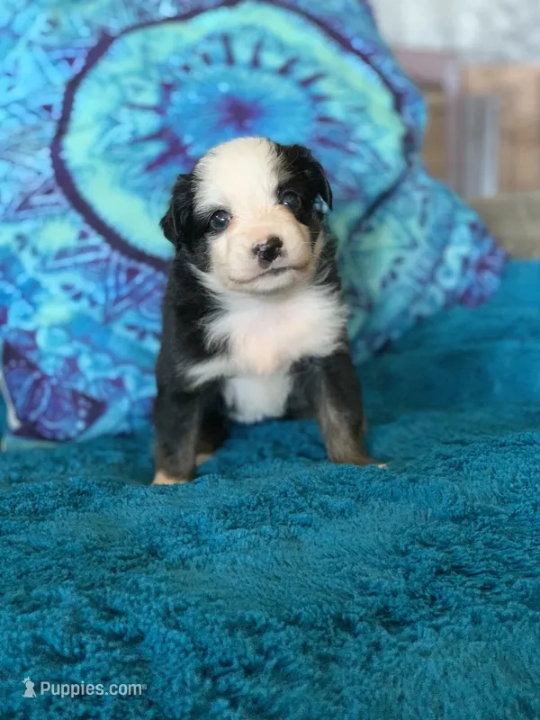 Ivy – Toy Australian Shepherd puppy for sale in Cisco, TX