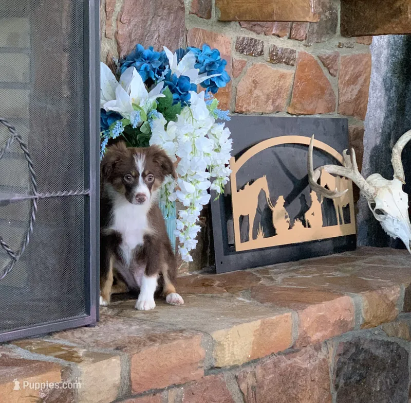 Texas – Toy Australian Shepherd puppy for sale in Cisco, TX