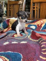 Sofia, a female Chihuahua for sale in Cisco, TX – 2 of 5