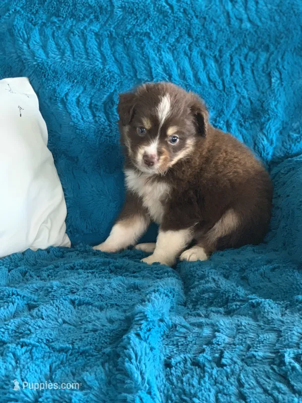 Alabama – Toy Australian Shepherd puppy for sale in Cisco, TX