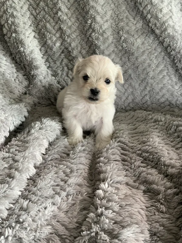 Cookie – Shihpoo puppy for sale in Cisco, TX