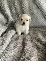 Cookie, a male Shihpoo for sale in Cisco, TX – 1 of 4