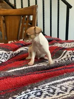 Ace, a male Chihuahua for sale in Cisco, TX – 3 of 3