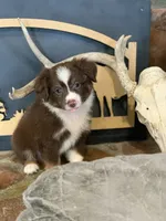 Texas, a male Toy Australian Shepherd for sale in Cisco, TX – 6 of 10
