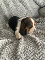Barb, a female Basset Hound for sale in Cisco, TX – 3 of 4