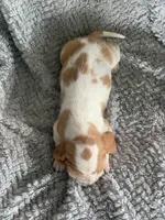 Ethel, a female Basset Hound for sale in Cisco, TX – 3 of 4