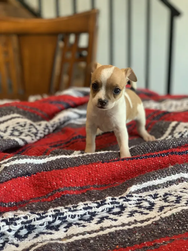 Ace – Chihuahua puppy for sale in Cisco, TX