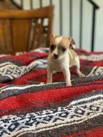Ace, a male Chihuahua for sale in Cisco, TX – 1 of 3