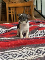 Milo, a male Chihuahua for sale in Cisco, TX – 3 of 3