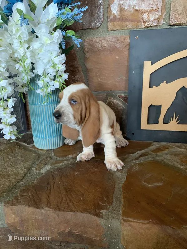 Ethel – Basset Hound puppy for sale in Cisco, TX