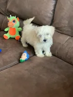 Cookie, a male Shihpoo for sale in Cisco, TX – 2 of 10
