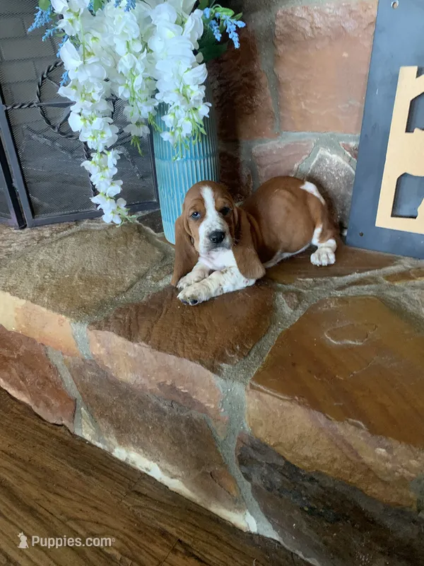 Lucy – Basset Hound puppy on hold in Cisco, TX