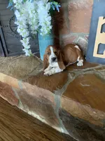 Lucy, a female Basset Hound for sale in Cisco, TX – 1 of 7