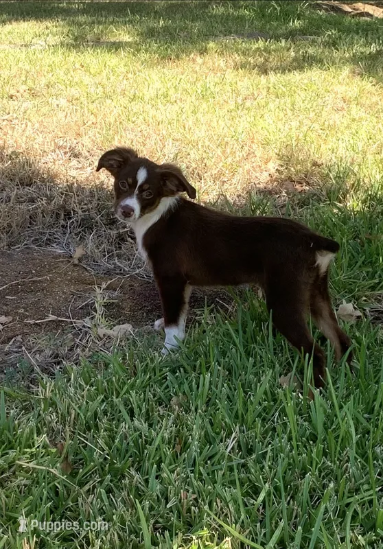 Texas – Toy Australian Shepherd puppy for sale in Cisco, TX