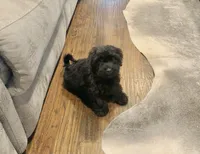 Beanie, a male Shihpoo for sale in Cisco, TX – 6 of 10