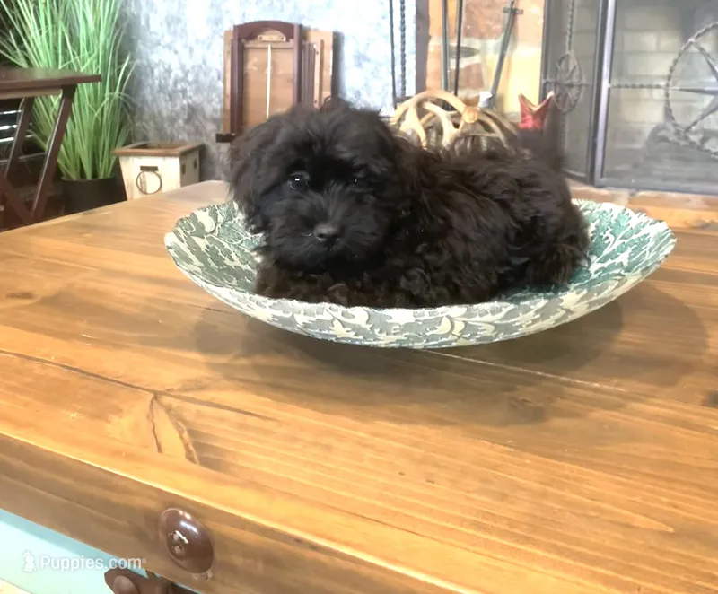 Beanie – Shihpoo puppy for sale in Cisco, TX