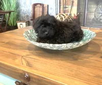 Beanie, a male Shihpoo for sale in Cisco, TX – 5 of 10